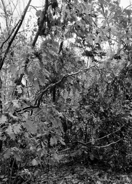 OKTOBER
Martin Zellerhoff:
Am Fenngraben VII, Berlin (#2017045)
InkJet Druck