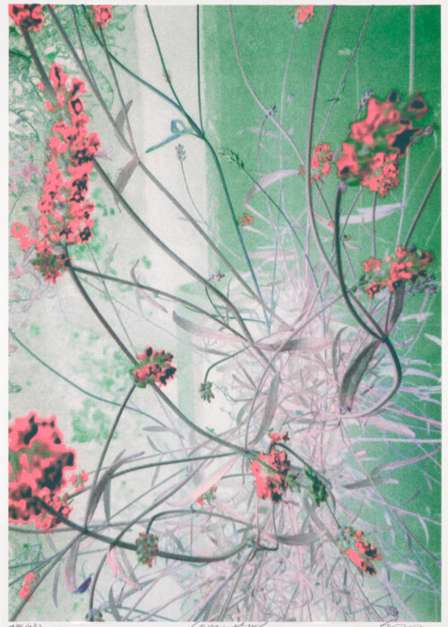 MÄRZ
Ila Wingen:
lavendelrot, 2022
Risographie